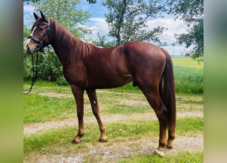 Classic Pony, Wallach, 4 Jahre, 155 cm