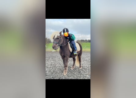 Classic Pony, Wallach, 8 Jahre, 117 cm