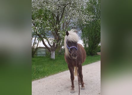 Classic Pony, Wallach, 9 Jahre, 114 cm, Dunkelfuchs