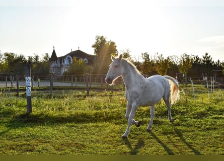 Guesthouse with a horse stable for sale in the city of waters, Tata (Hungary)