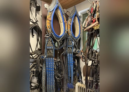 Several used Haflinger harnesses for carriage driving