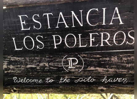 AUTHENTISCHE POLO-RANCH nahe Buenos Aires. 