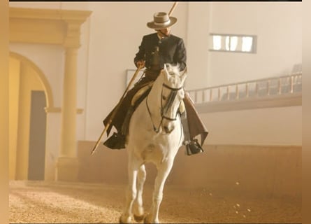 Discover the world of Andalusian horses