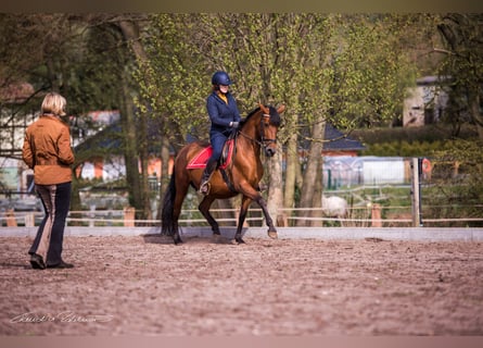 Three days dedicated to the Spanish horse – with neutral purchasing advice available upon request.