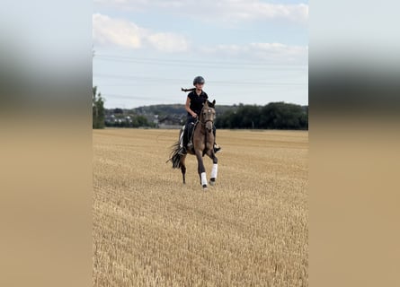 Holiday at the Pony Farm – Horseback Riding