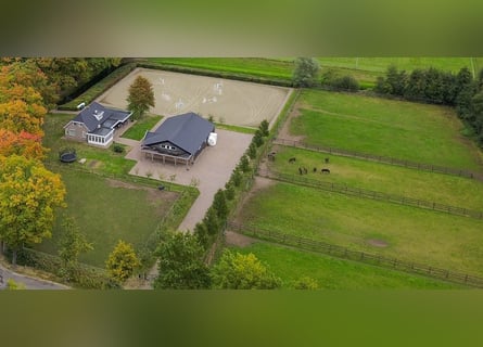 A beautiful location for horse happiness!