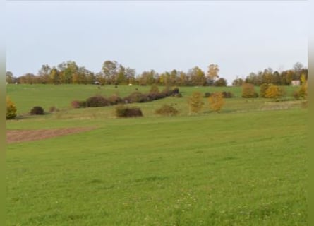 Agricultural property with riding facility in a breathtaking location V14466