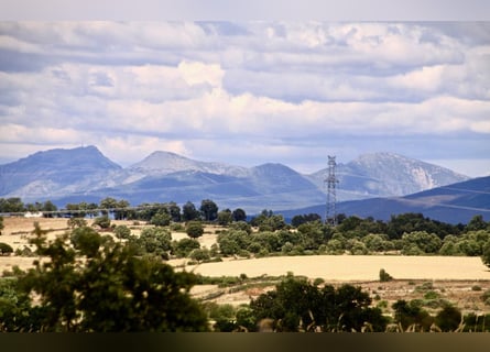 Beautiful estate with a cortijo in Salamanca – 200 hectares