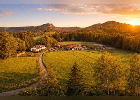 Charming Equestrian Facility Located Between Stuttgart and Lake Constance V11998