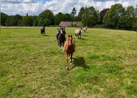 Country estate with tower house, two building plots, and pasture land in the Lüneburger Heath