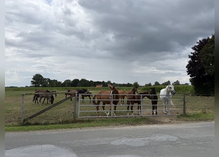 Equestrian facility with indoor riding arena for passionate riders and horse lovers. Accommodates up