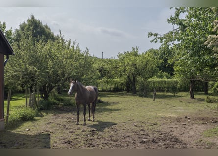 Equestrian Property of Possibilities – Countryside Living with Proximity to Services and Transport