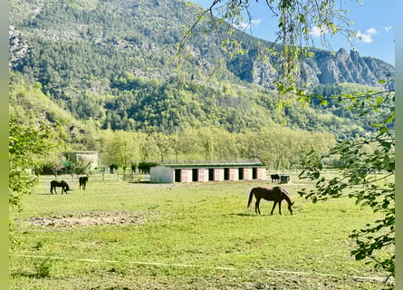 Equestrian property with 7 hectares of flat land – Villa plus apartment – 16 boxes – 45 minutes from