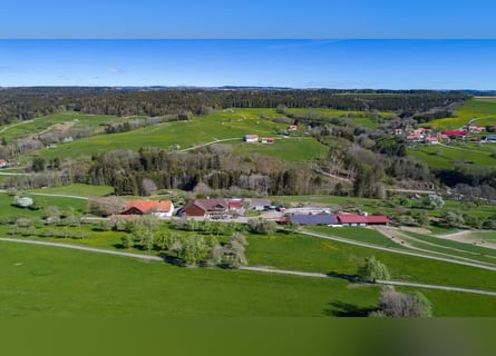 Farmstead with 47 hectares in the South Black Forest – ideal as an equestrian property