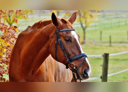 Fully renovated riding facility for sale north of Oberhausen