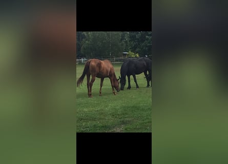 Horse farm / Equestrian facility