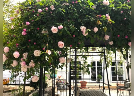 Jewel in the Altmühltal – Carefully renovated farmhouse with a small, modern equestrian facility V13