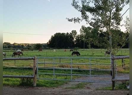 Kürmerhof Hit Active Stable