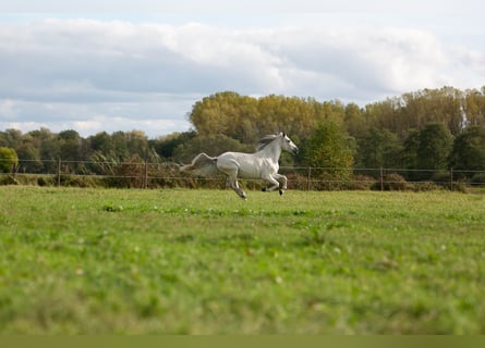 Odenwald Foreland – Modern Horsekeeping V7735