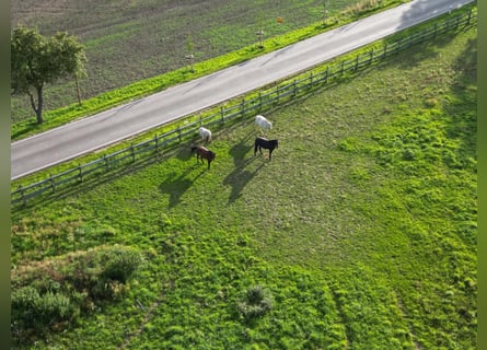 Pasture Boarding // Horse Boarding // Full Care Boarding