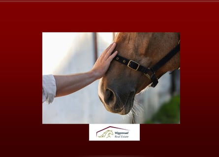 Professional riding facility in rural idyll of North Rhine-Westphalia