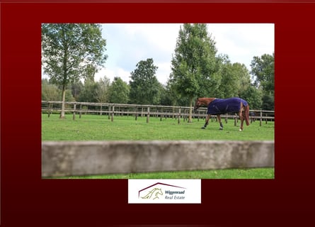 Professionelles Reitsportzentrum/Gestüt NRW