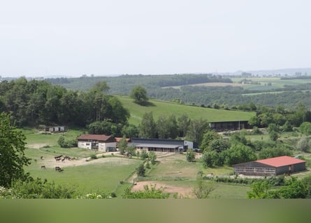 Reitanlage mit 18ha Eigengrund bei Zweibrücken