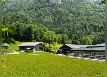Reitsportanlage für den professionellen Bedarf in der Schweiz