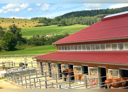 RESERVIERT - Historisches Mühlenanwesen mit moderner Reitanlage V13805