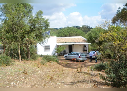 Schöne Finca, Haus ist renoviert, Pferdehaltun