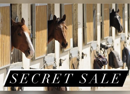 Secret Sale von 383-25-1 Reitanlage mit 26 Ferienwohnungen