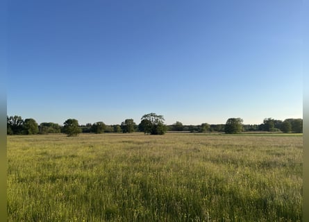 Stud farm near Karlsruhe V12949