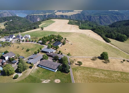 Vielseitiger Traum-Hof südlich von Koblenz für Pferdehaltung oder sonst. landw. Nutzung