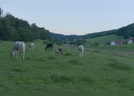 A Home for Older Horses