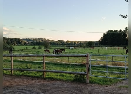 Active Stable Kürmerhof