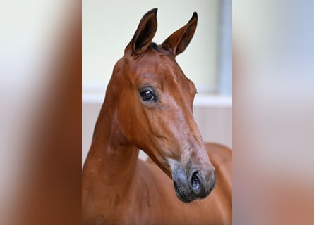 Belgian care for your foal, available in Poland