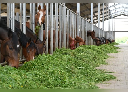 ⚜️Exklusive Aufzucht von Hengst- & Stutfohlen⚜️