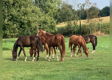 Foal and young horse turnout paddocks in Hasbergen – professionally, species-appropriate, and indivi