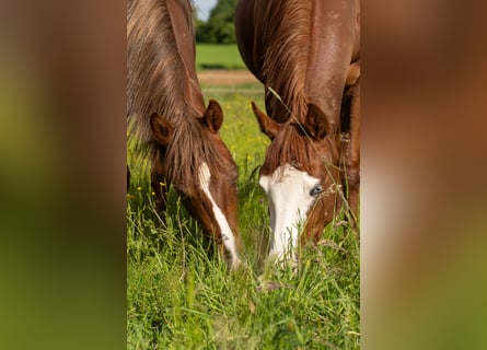Foal Holding Area