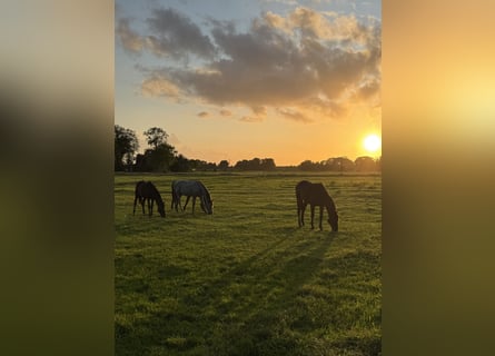 Foal-raising paddock