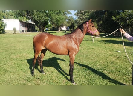 Argentina. Cría de caballos por encargo, desde la fecundación hasta potrillo.