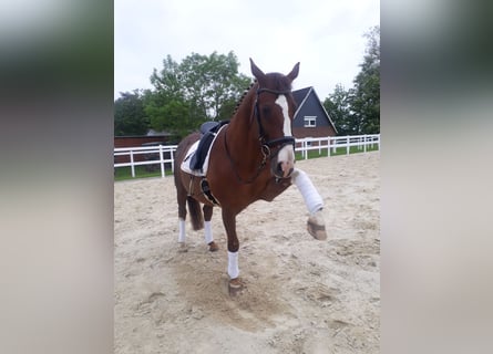 Offenstall an der Nordsee für Wallache Allergiker/COPD/Astma 