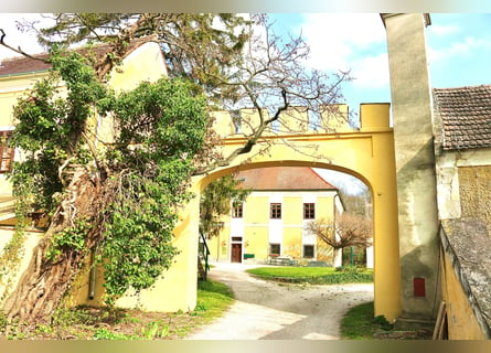 Einstellplätze am Islandpferdehof Reitzentrum Gut Sachsengang bei Wien