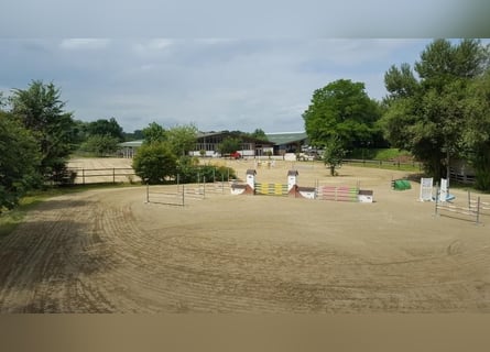 Large paddock and indoor stalls for rent