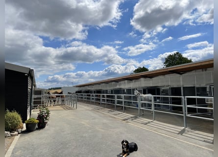 Large paddock stalls