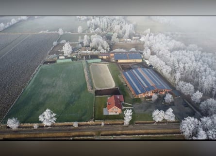 Modern bright, airy paddock boxes and stable wing set in a stunning stud farm estate