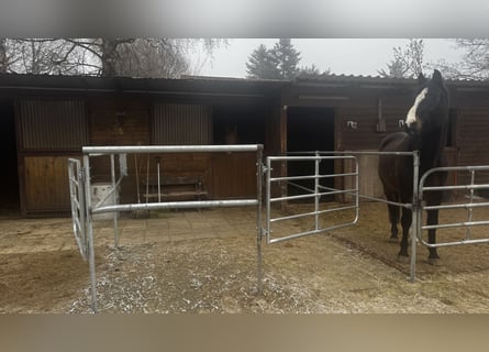 Paddockbox ab sofort frei! Vollpension 