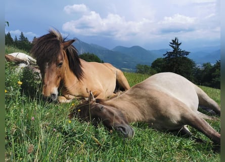 Alpaca Vacation for Your Icelandic Horse