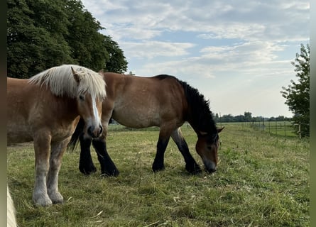 Einstellerplätze auf Weide und in der Box im Pferde- und Naturparadies