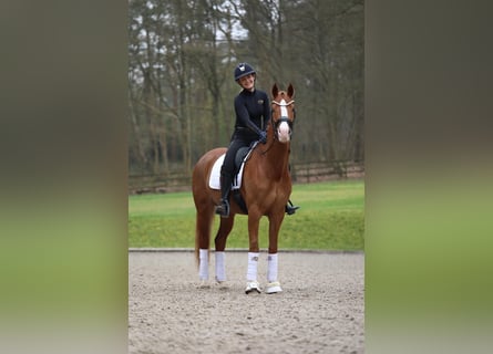 Box Frei, Full Sevice, Einsteller gesucht, Reitstall